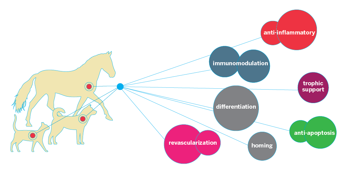 Diagram Showing that stem cells treat horses, dogs, and cats for various ailments