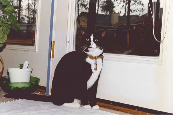 Image of Clyde - Feline with Arthritis